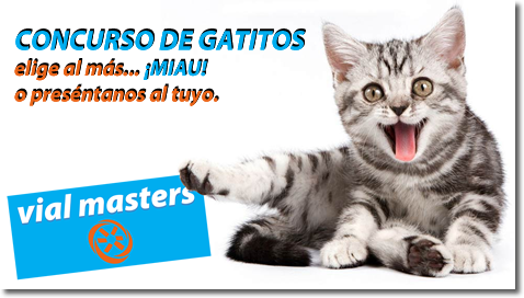 Concurso de Gatitos - Autoescuelas Vial Masters Talavera